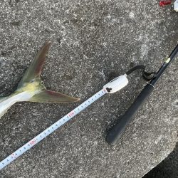 ギリギリ獲れた