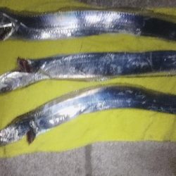 まだまだイケそう