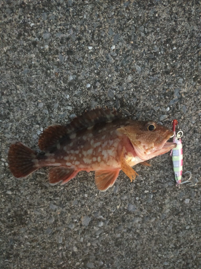 初めてのショアジギング