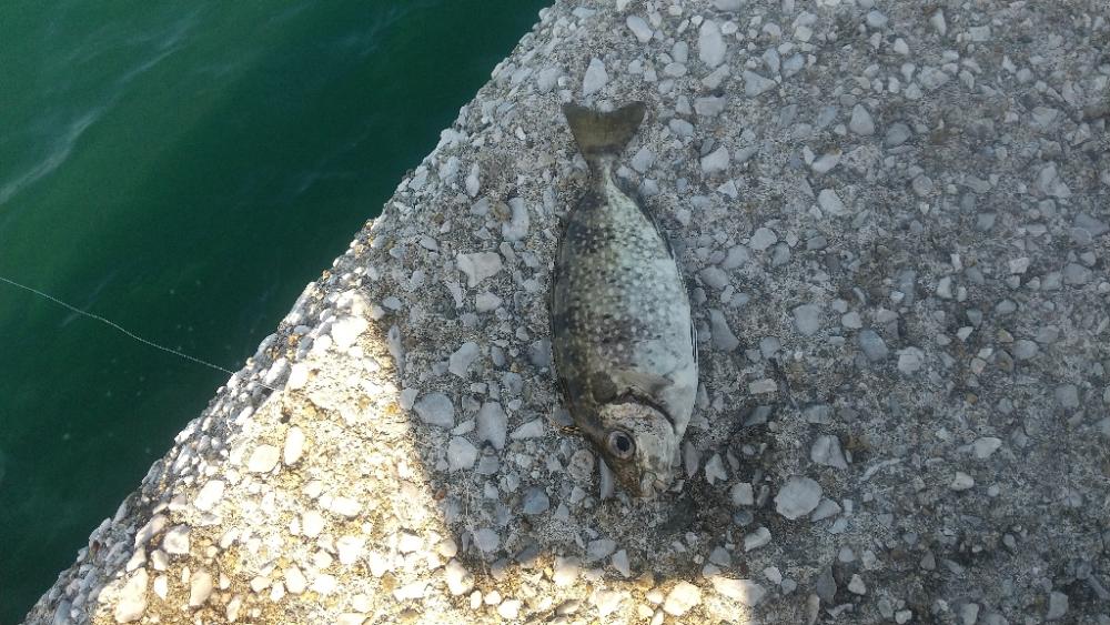 釣れなくても 楽しい