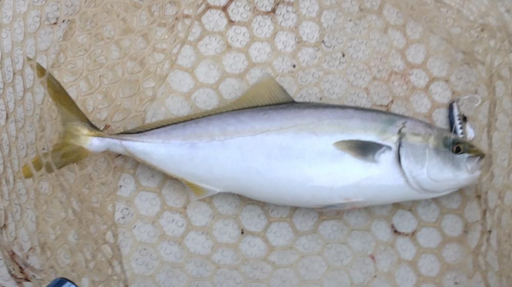 サワキャス（釣行…三回目）