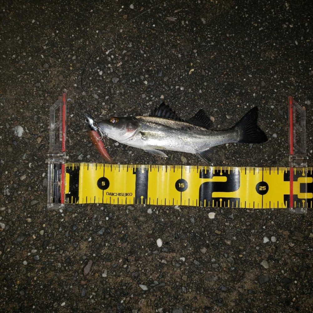 ありがとうチーバス君！