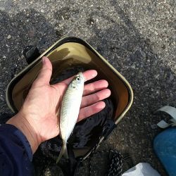 カワハギのちアジ釣り