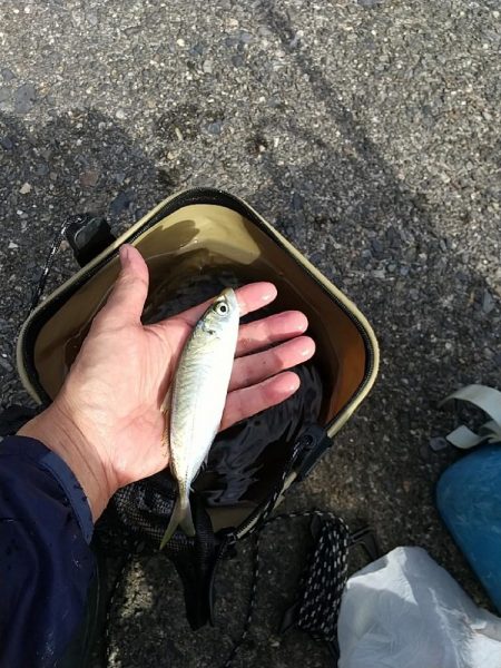 カワハギのちアジ釣り