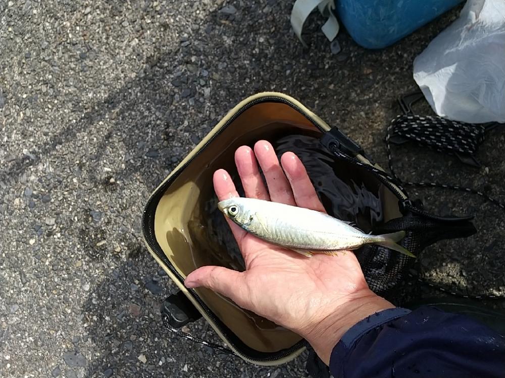 カワハギのちアジ釣り
