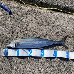 エギング〜ジギング