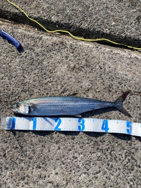 エギング〜ジギング