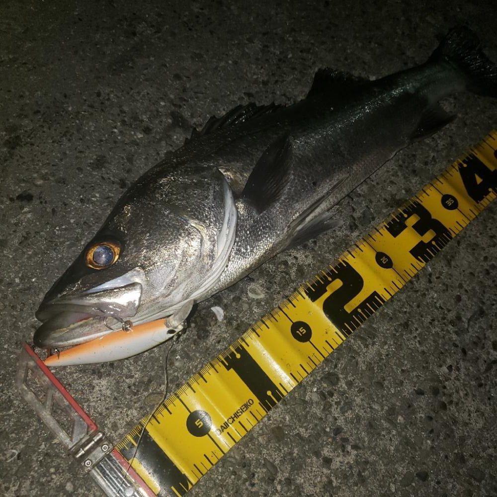 シェイキングでリアクションバイト！