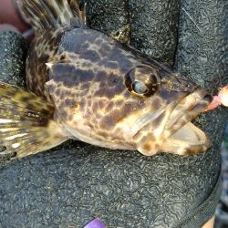 ロックフィッシング