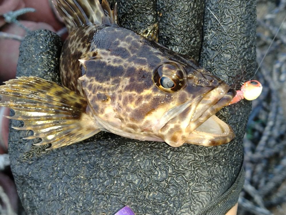 ロックフィッシング