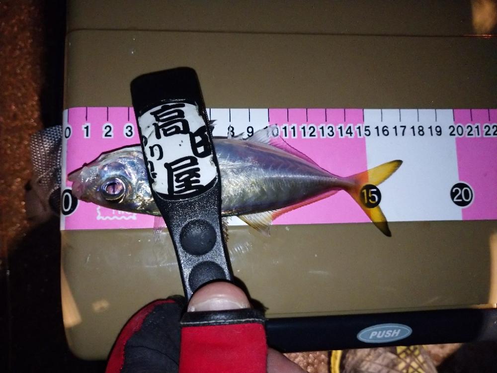 ご近所アジング