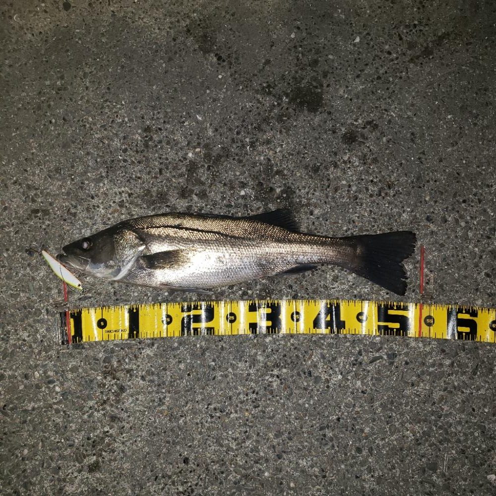 3色トリノでバックリ！