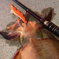 対馬エギング釣果