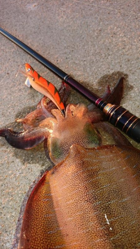 対馬エギング釣果