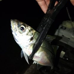 (尺アジ)フロートゲーム～