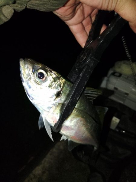 (尺アジ)フロートゲーム～