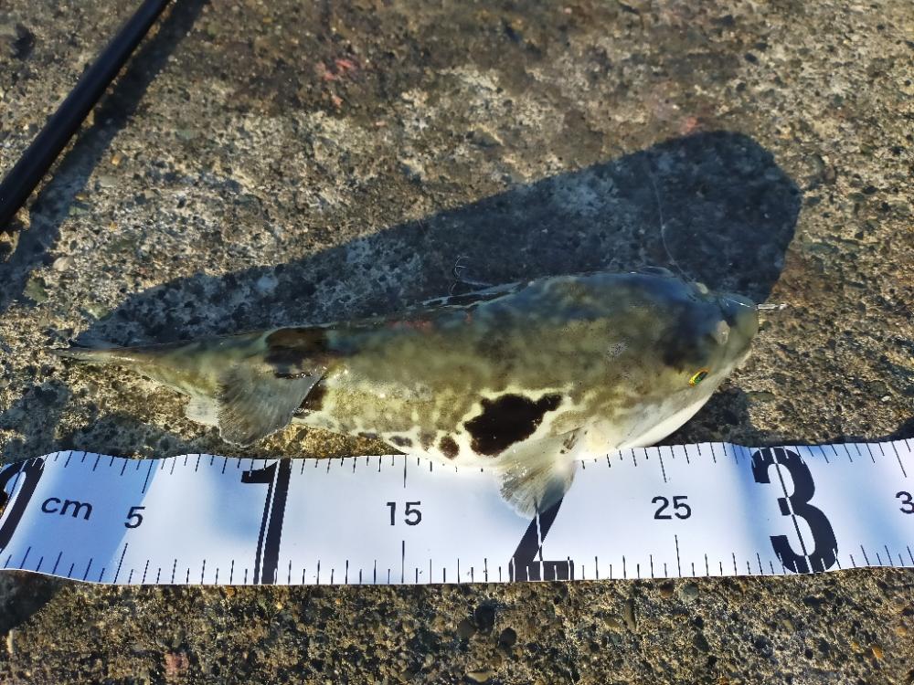 アジの泳がせ釣り