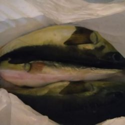 クロサバフグうまいやいか〜い