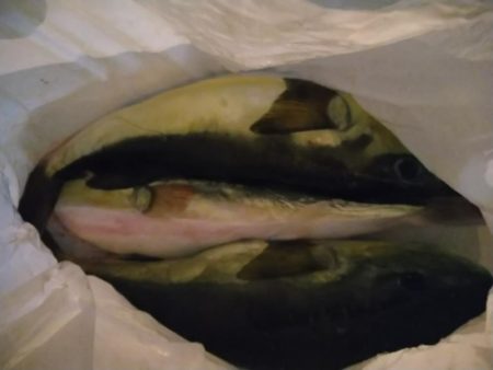 クロサバフグうまいやいか〜い