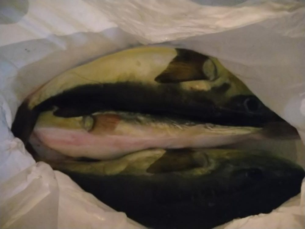 クロサバフグうまいやいか〜い