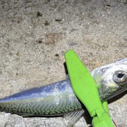 30匹オーバーアジング