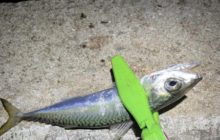 30匹オーバーアジング