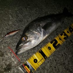 おはようスズキさん!