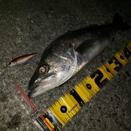 おはようスズキさん！