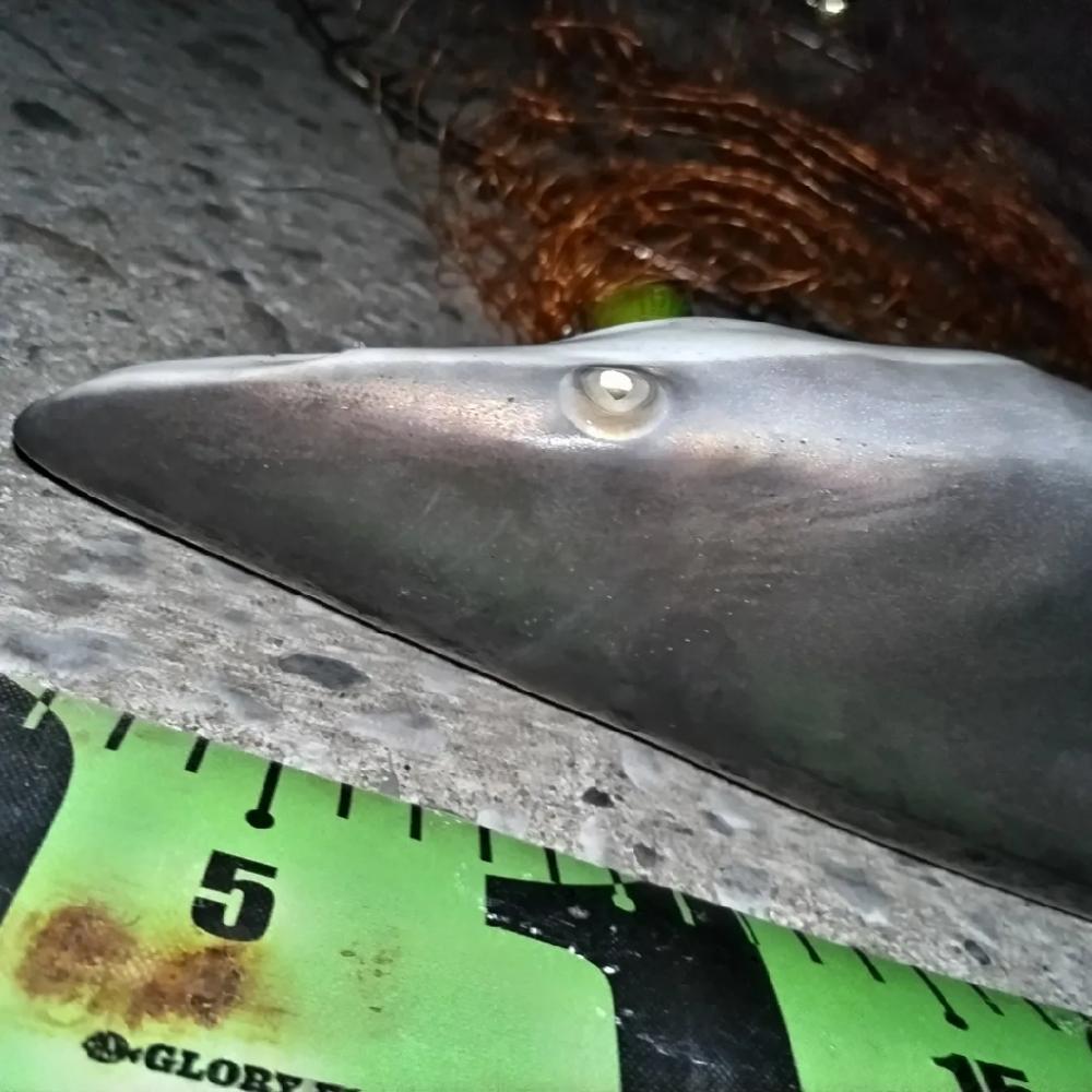 シーバスか？鰤か？いや、サメでした。