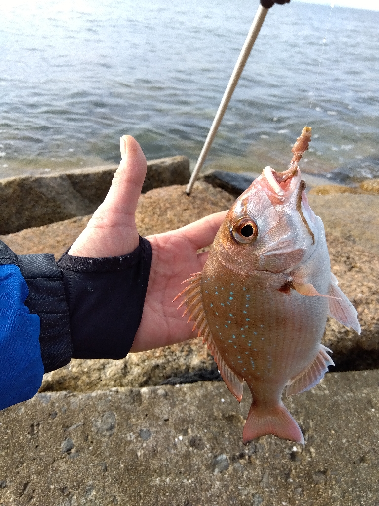 苅屋海岸の投げ釣り