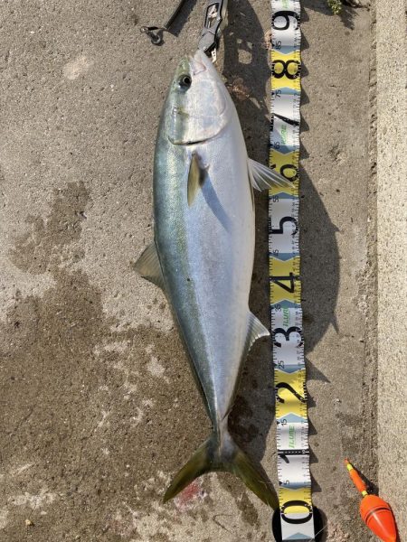 飲ませ釣れています