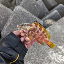 陸っぱり釣行記