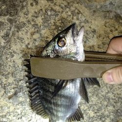 渋いながらの釣果