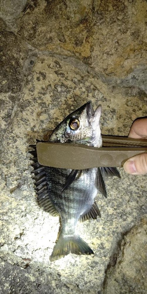 渋いながらの釣果