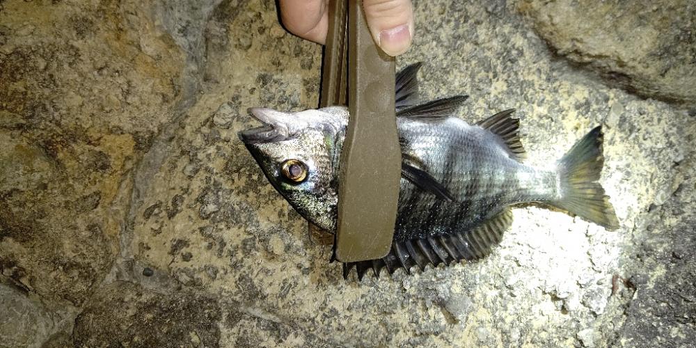 渋いながらの釣果