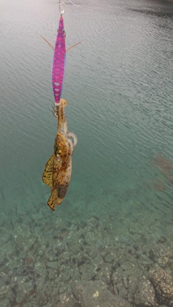 対馬エギング釣果