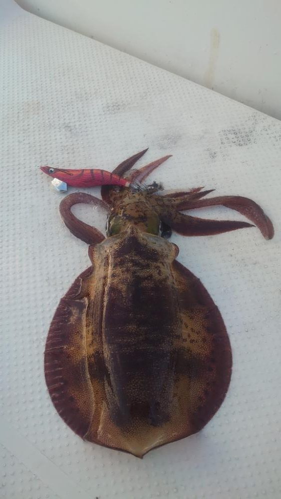 宮津湾ボートエギング