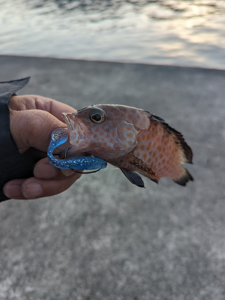 陸っぱり釣行記