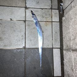 ご無沙タチウオ