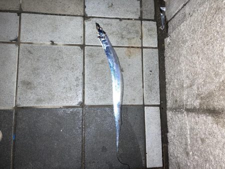 ご無沙タチウオ