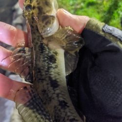 11月26日 旧中川ハゼ最強20cm！