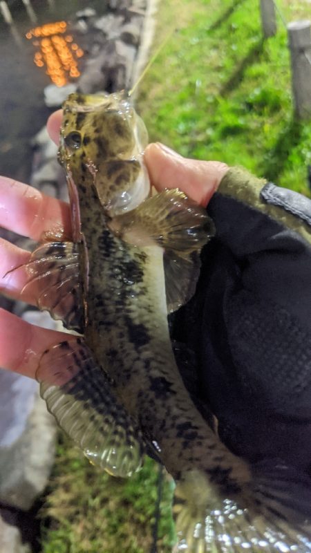 11月26日 旧中川ハゼ最強20cm！