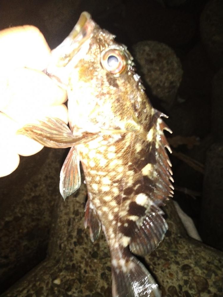 ちょい釣り20221125