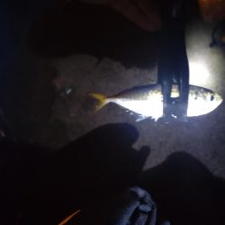 助松埠頭アジ釣り