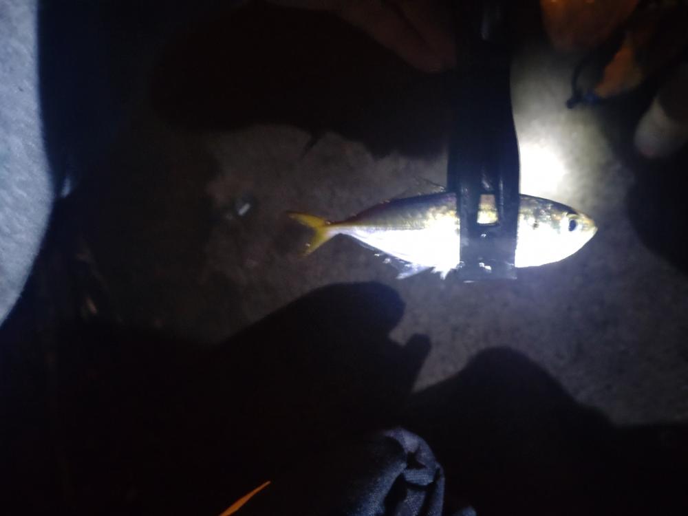 助松埠頭アジ釣り