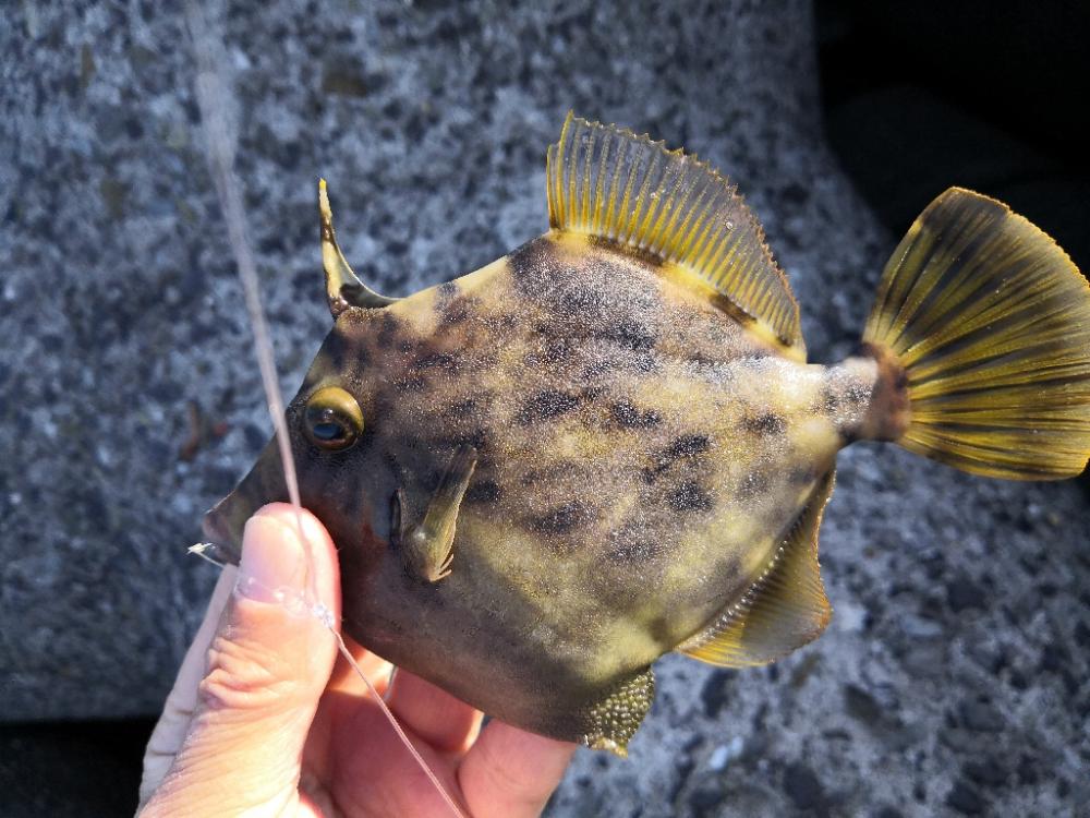 カワハギ釣りにハマる