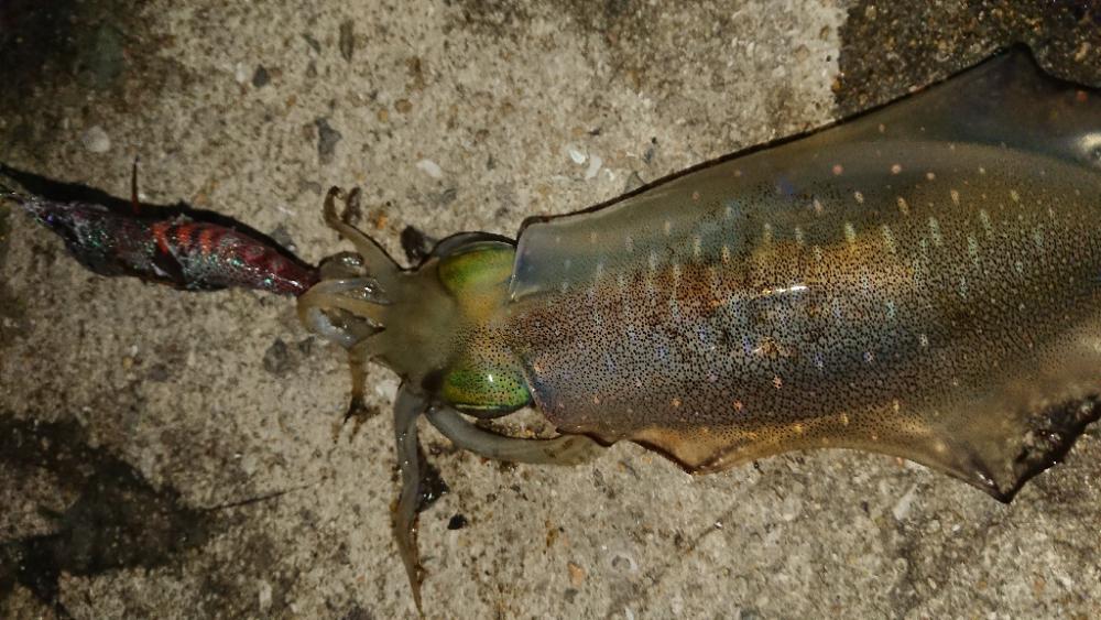 対馬エギング釣果