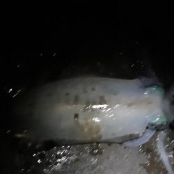 渋い磯釣りイカに癒され