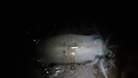 渋い磯釣りイカに癒され