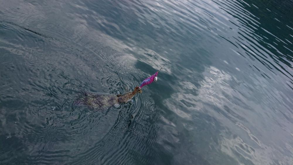 対馬エギング釣果